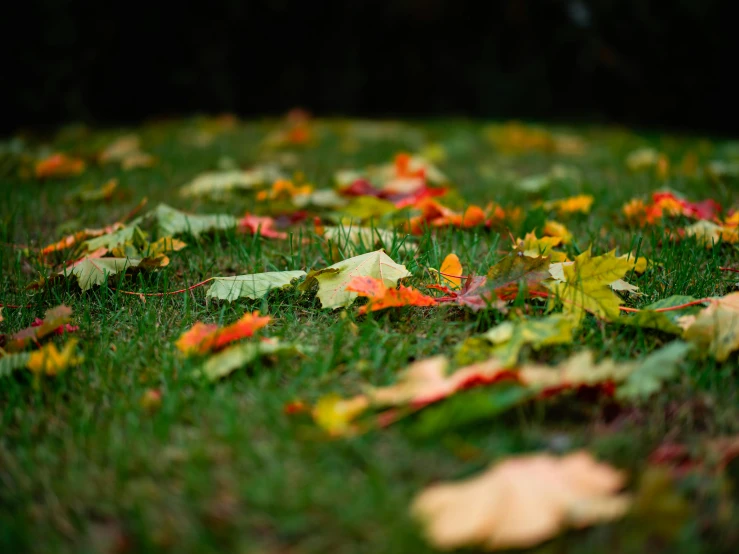 a close up of leaves laying on grass