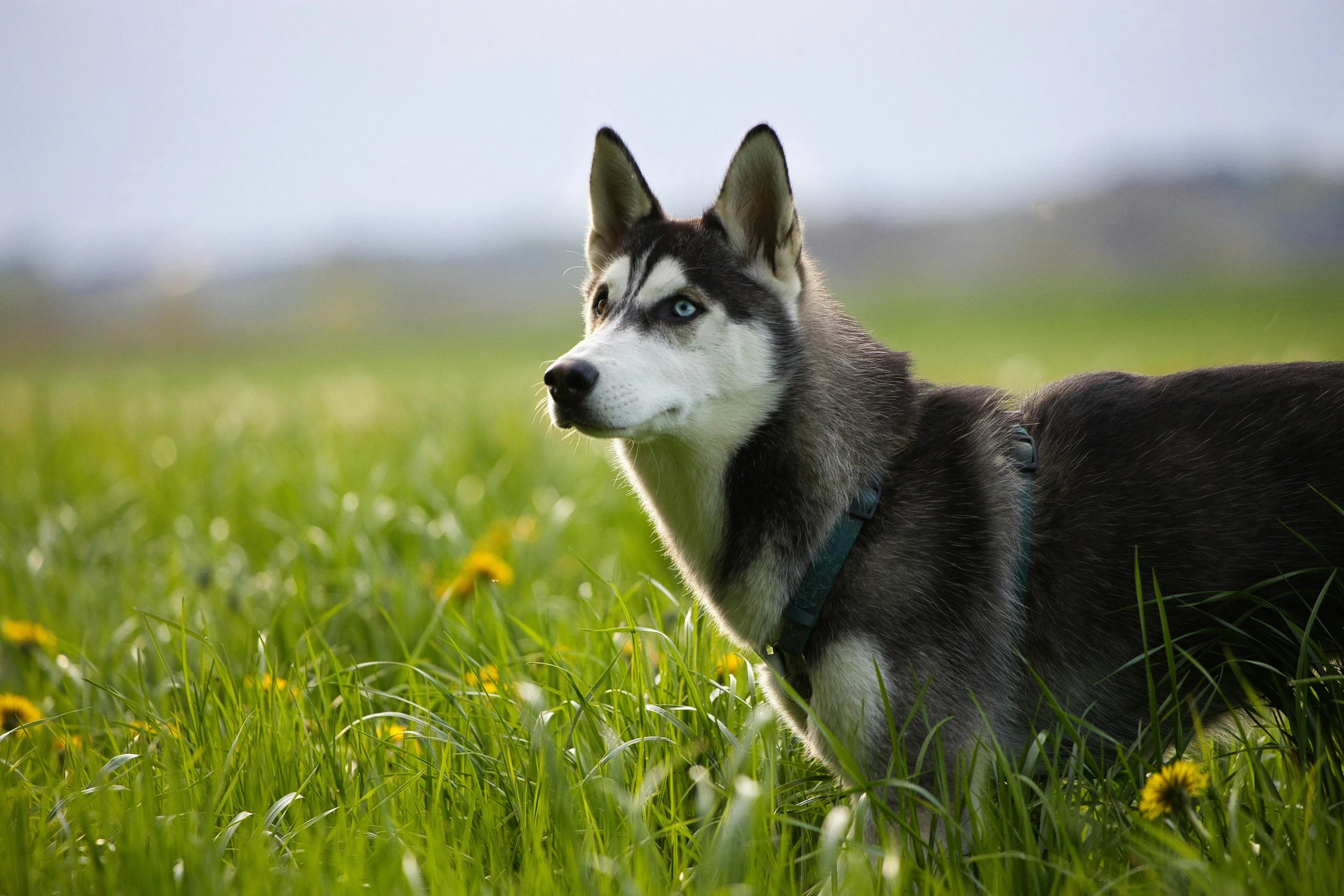 a dog standing in the grass with a sky background