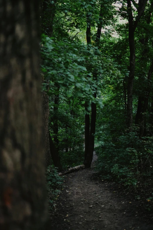 a dirt path leading to the edge of a wooded area