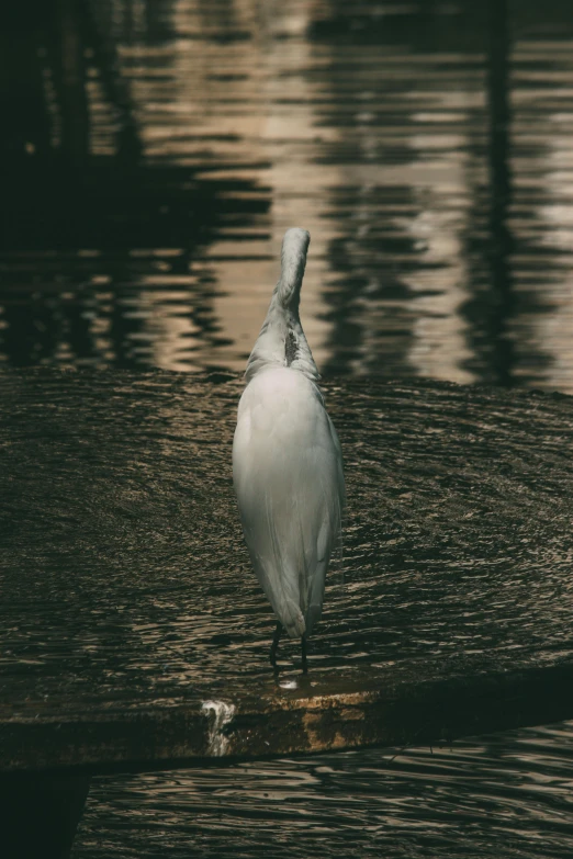 the seagull is standing by itself in the water