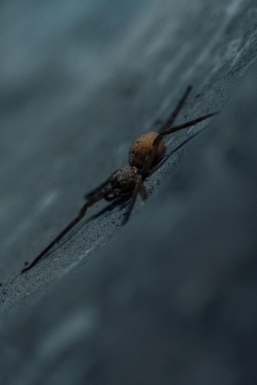 a brown spider in the middle of a body of water