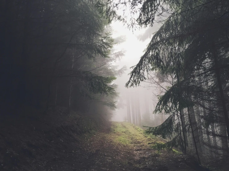 a dark forest with many trees in the fog