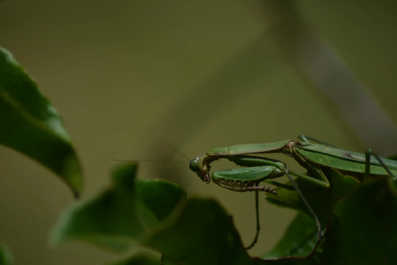 a mantisk is standing on a nch with leaves