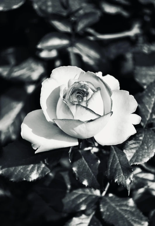 a rose with petals out in the sun