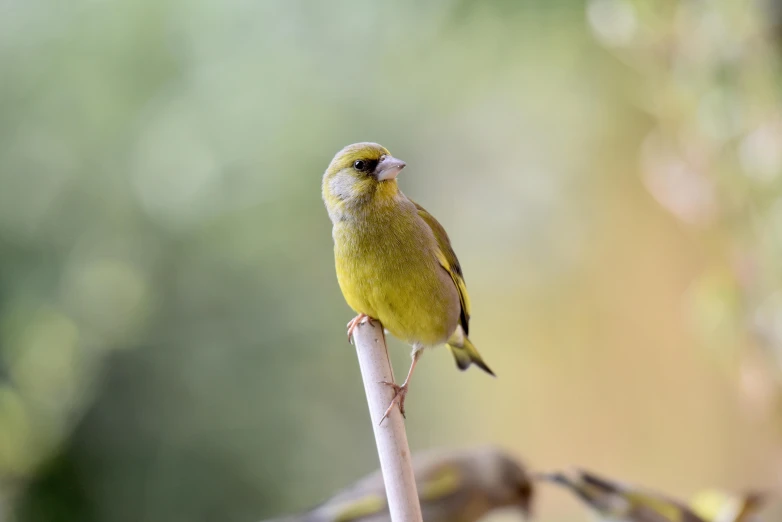 a yellow bird is sitting on top of the nch