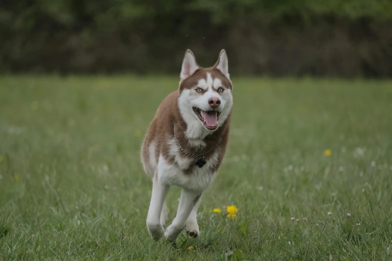 a dog runs in the grass towards the camera