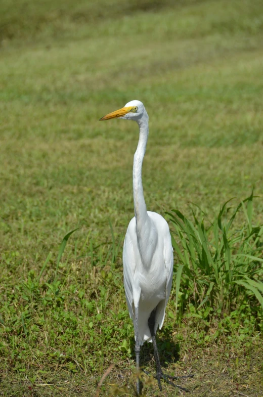 a white bird standing in a field next to tall grass