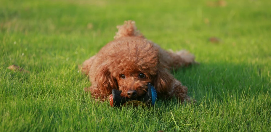 a dog in the grass chewing on a toy