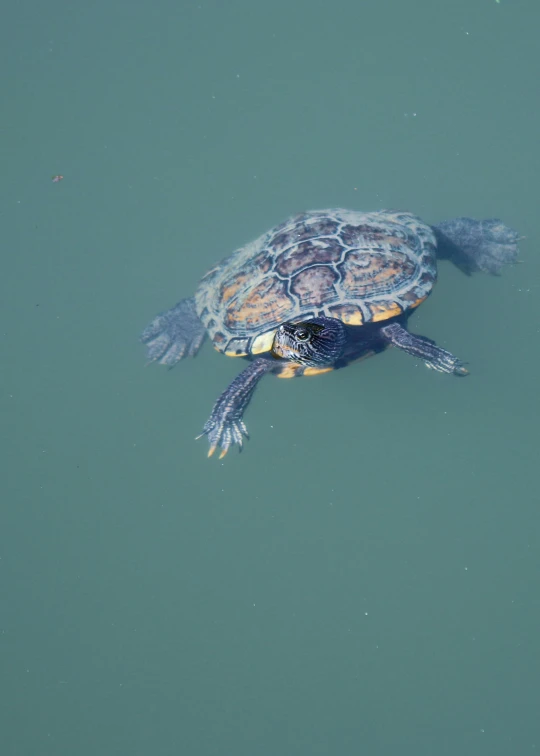 a turtle is floating on top of the water