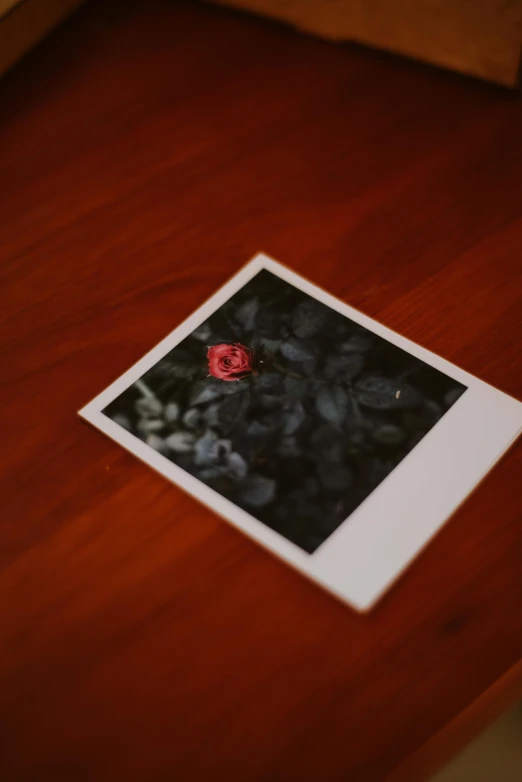 a red flower laying on a table in a room