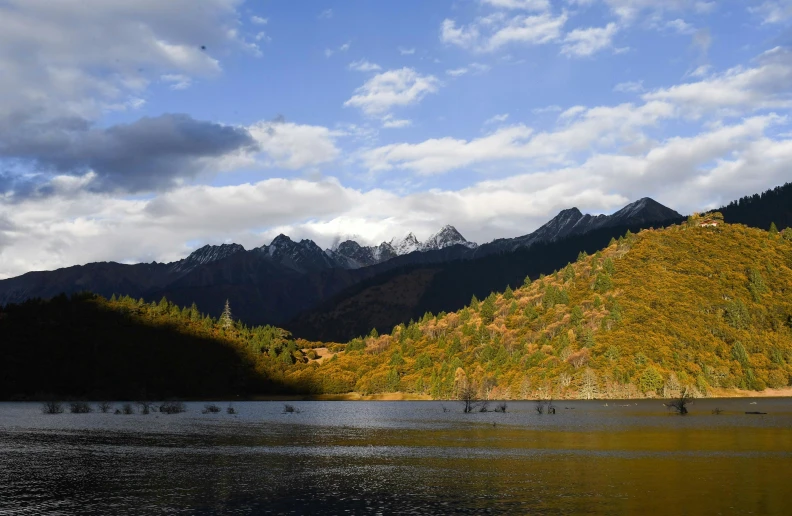 a bunch of trees are on the side of a lake