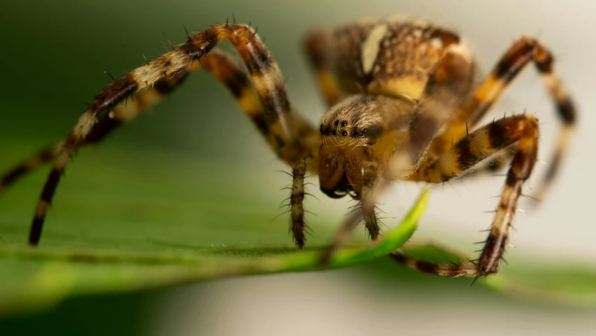 an orange and yellow spider standing on top of a green leaf