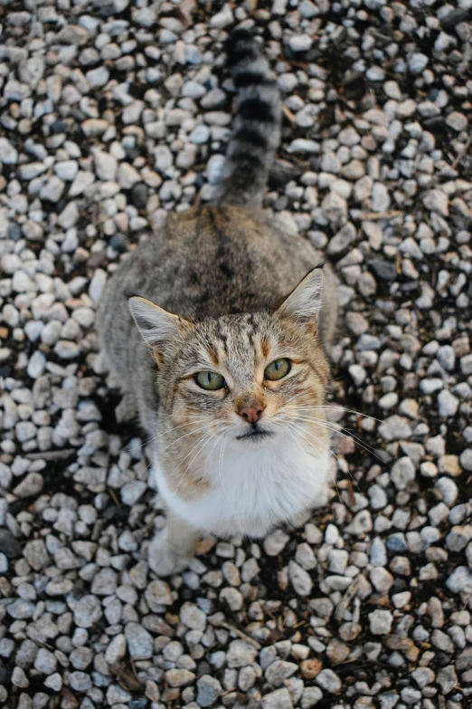 a gray and white cat on a gravel area