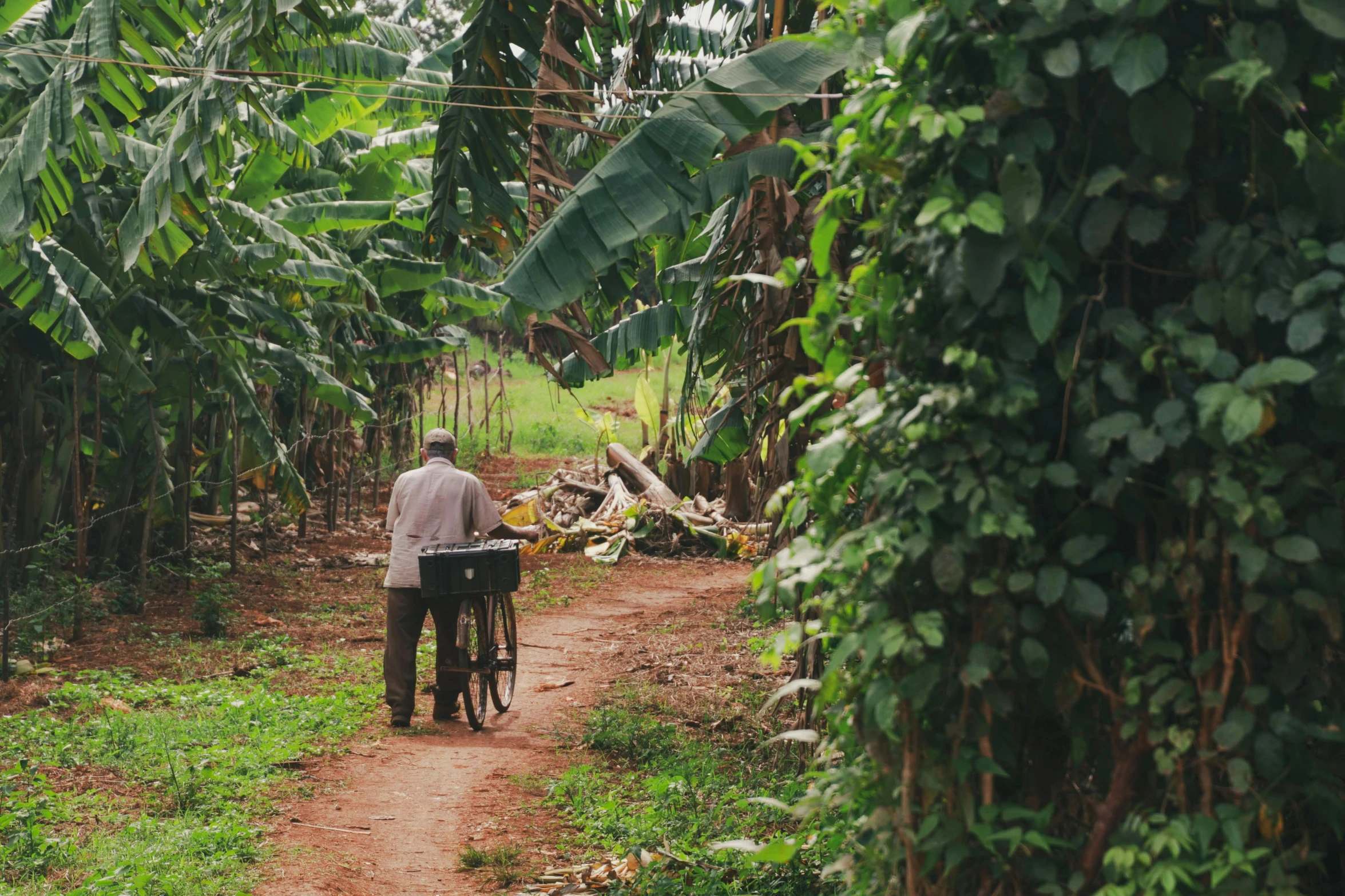 man riding a bicycle near an open banana tree grove