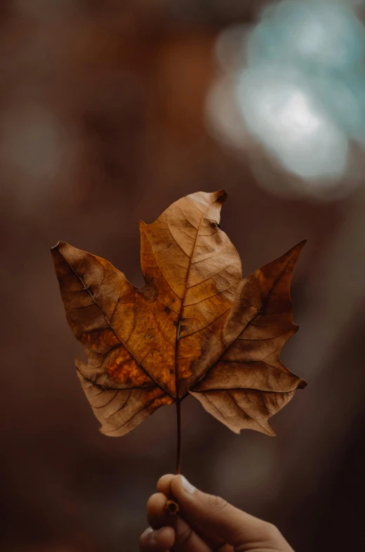 someone holding out a leaf in the middle of a hand