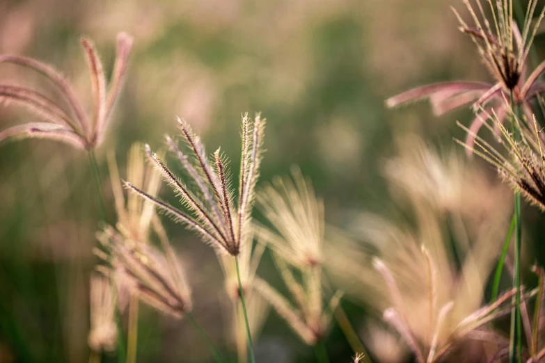 the field has grass blowing in wind