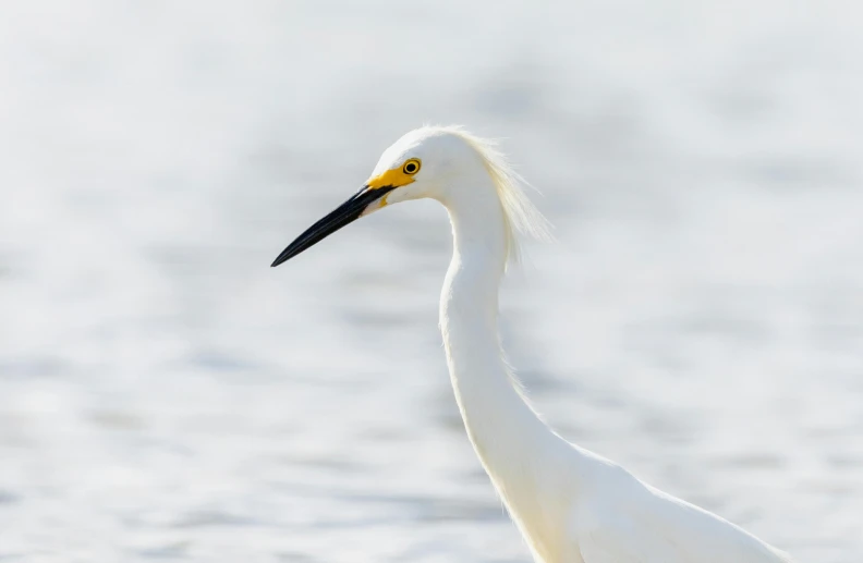 a white bird is standing in the water