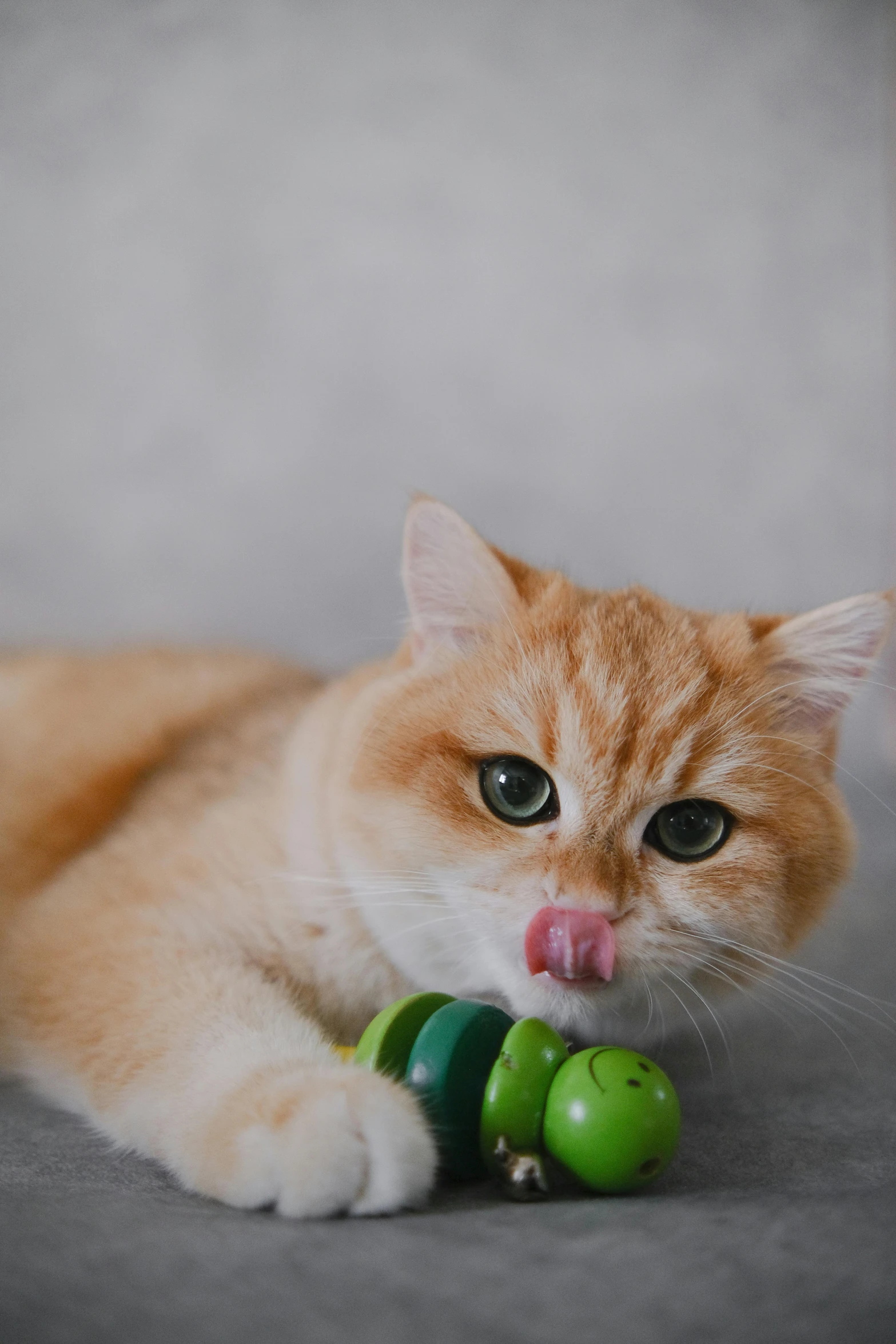 the cat is lying down near some fruit