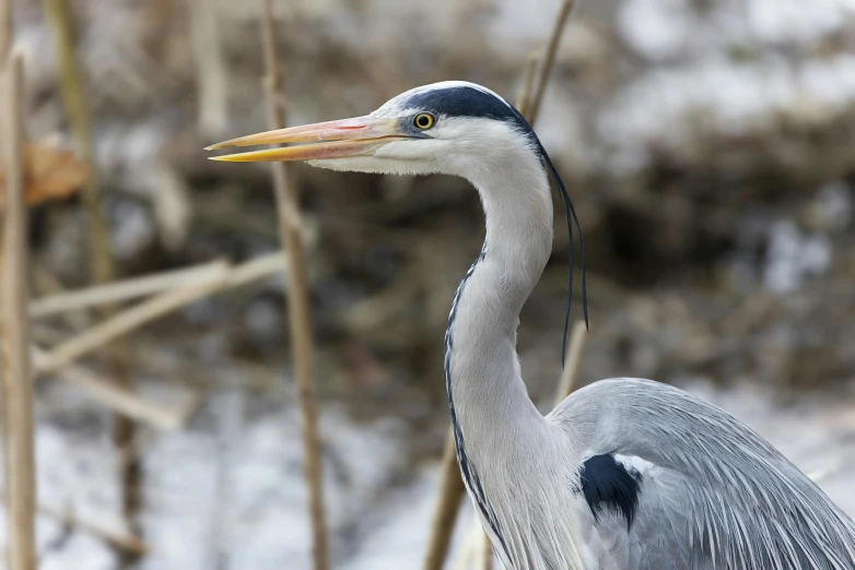 a heron looks off into the distance