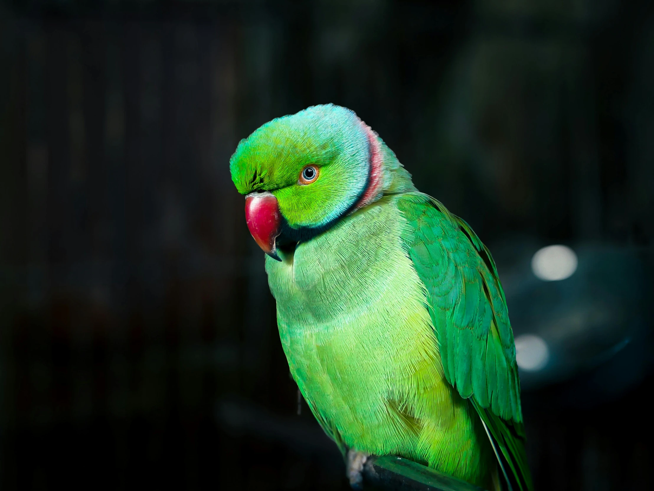 this colorful bird is looking very playful