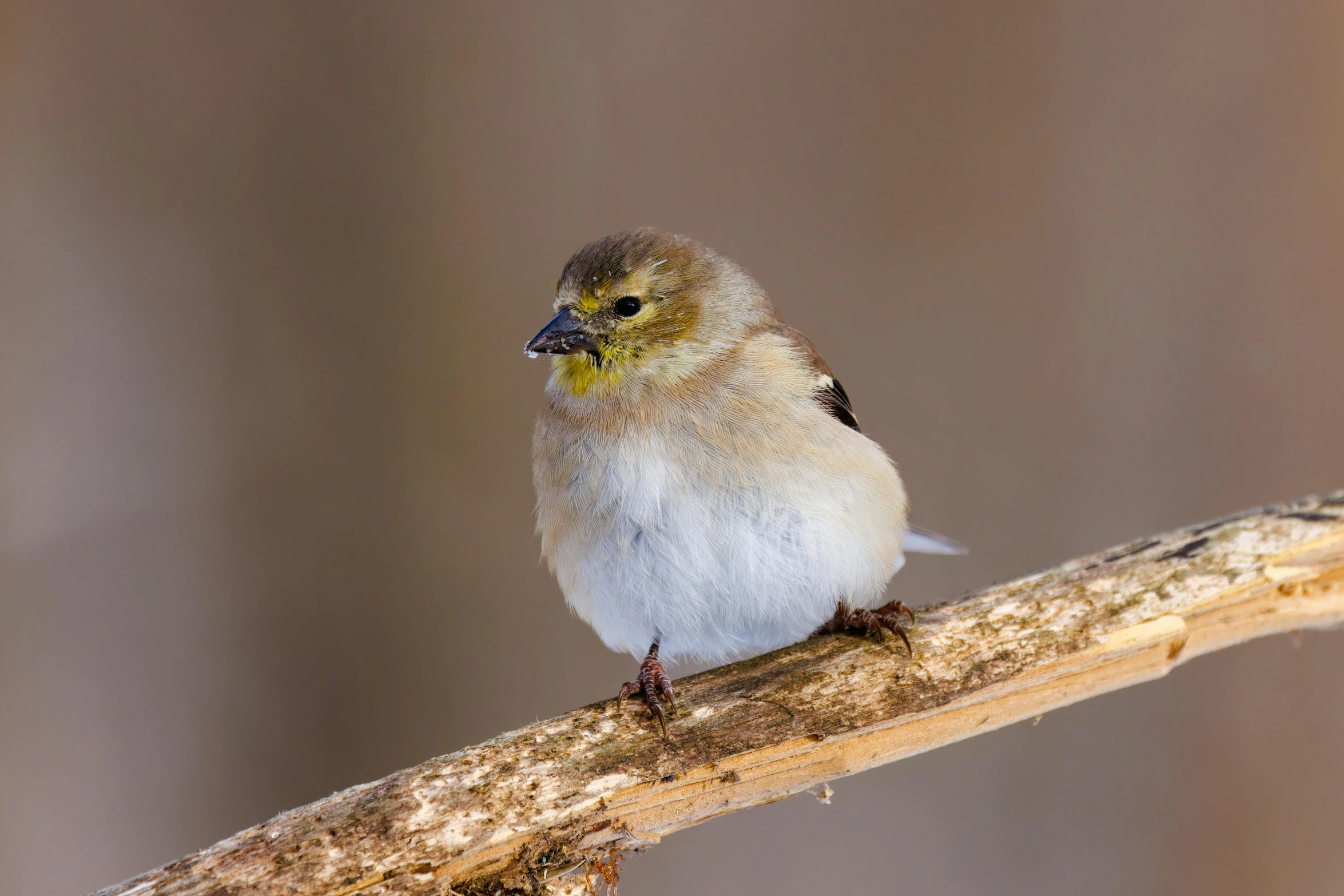 a bird perched on top of a thin nch