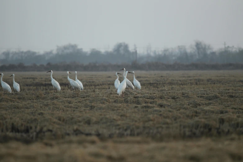 several white birds are standing in the brown grass