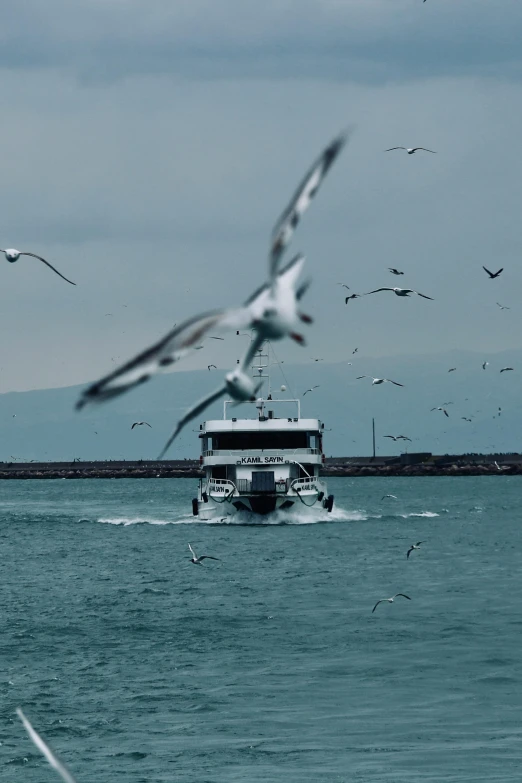 several seagulls fly around as a passenger ferry passes through the bay