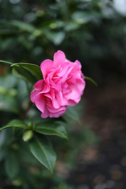 a pink flower is on the outside of a plant