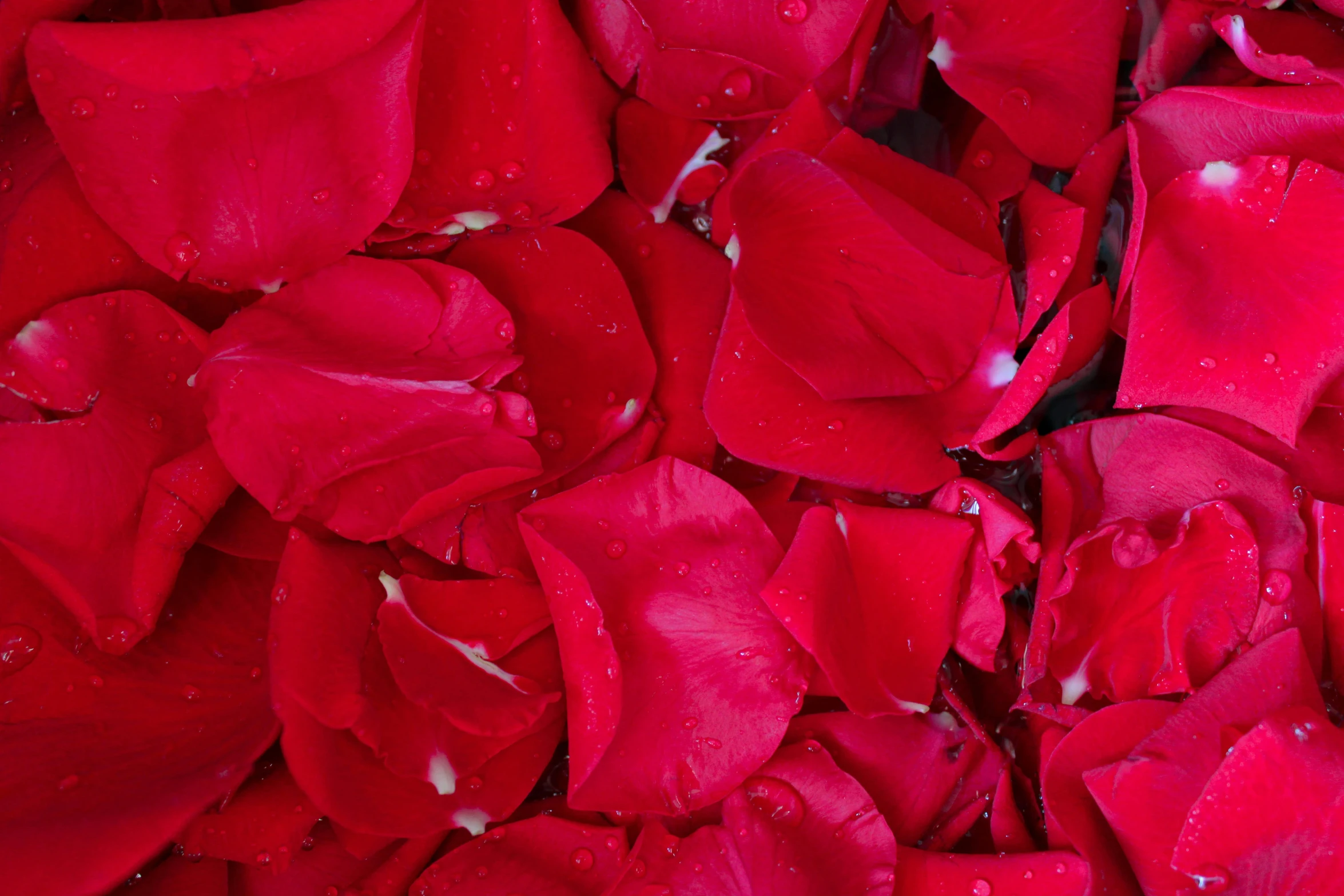 large, red petals of roses with droplets of water
