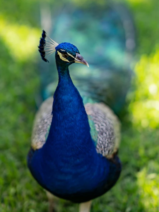 a beautiful peacock standing in the grass