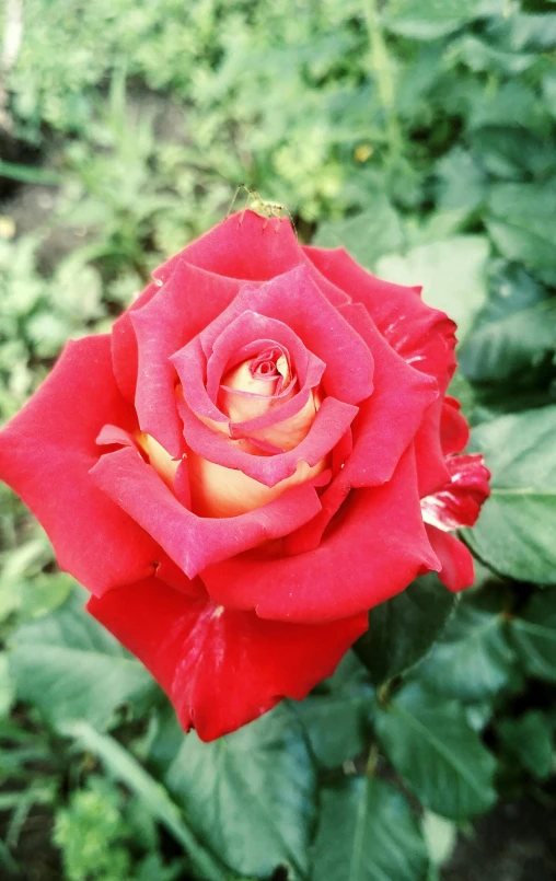 a closeup view of a red rose