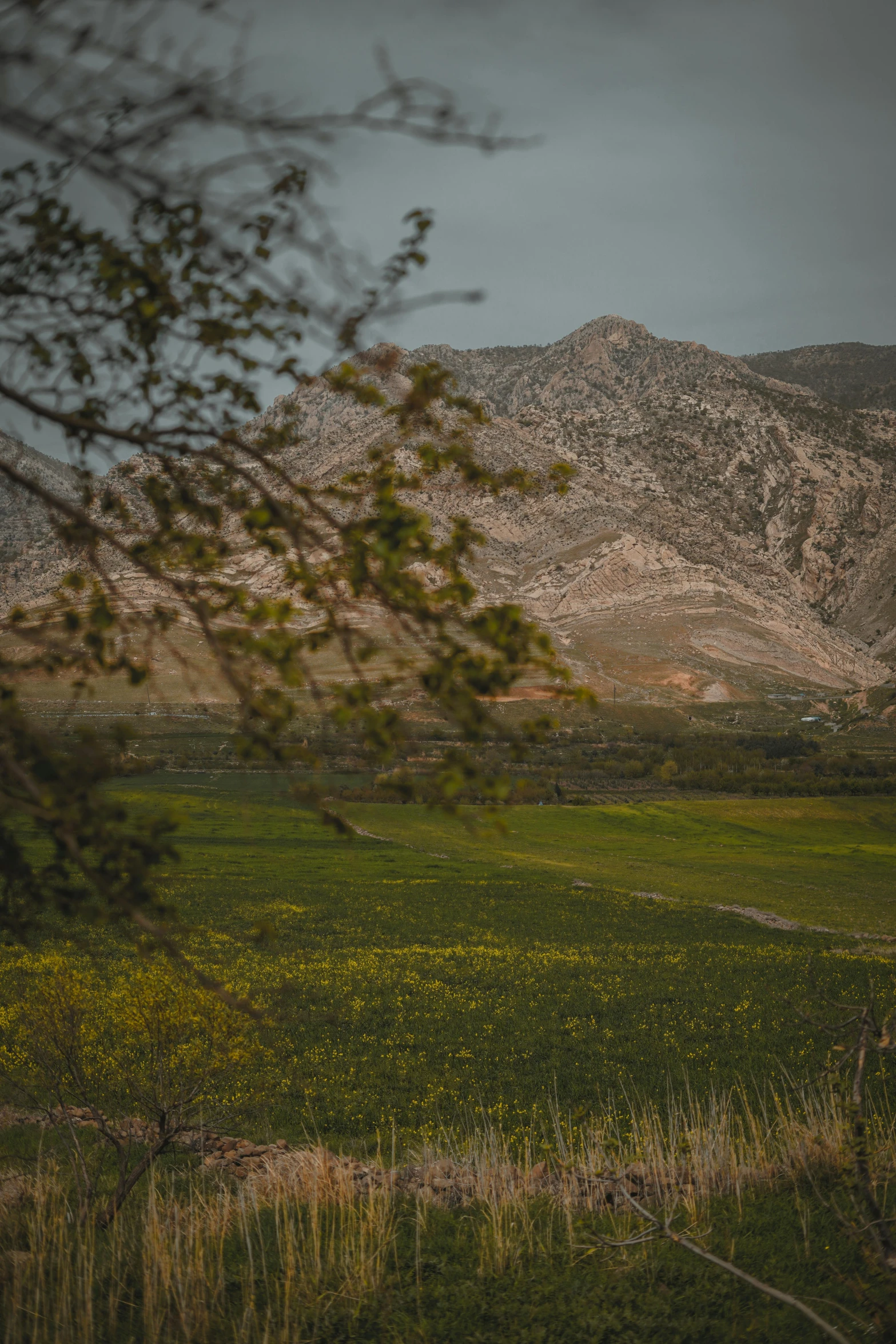 a landscape of hills and grass with yellow flowers