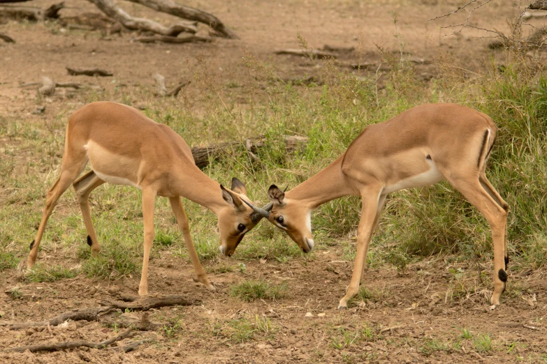 two antelope stand in the mud eating some grass