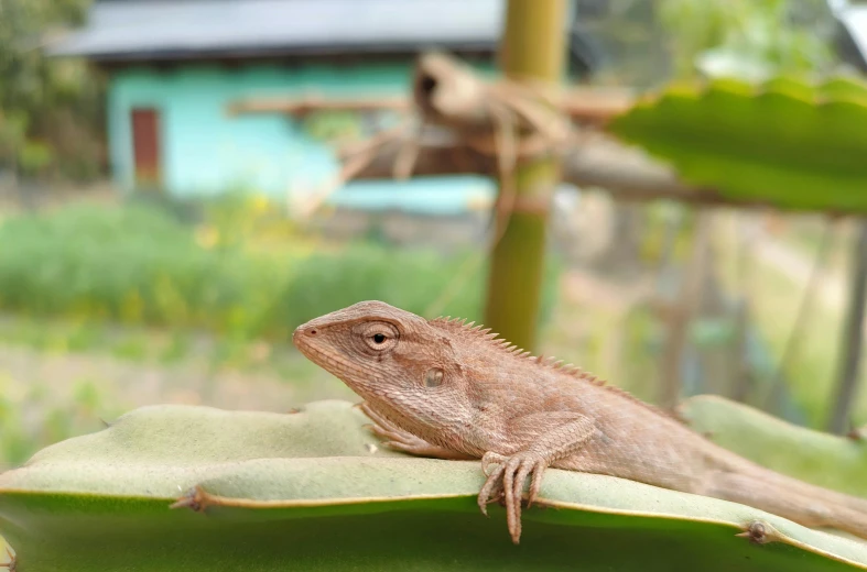 there is a lizard sitting on a green leaf