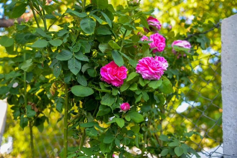 purple flowers blooming in a garden, beside a fence