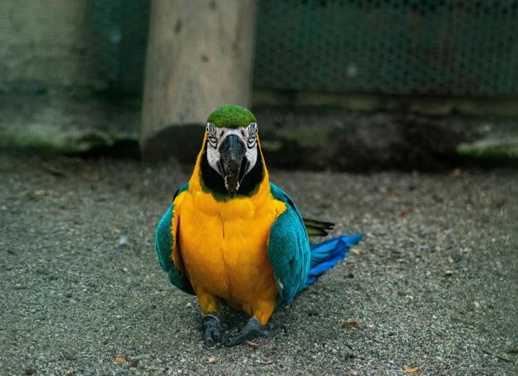 an image of a colorful bird on the ground