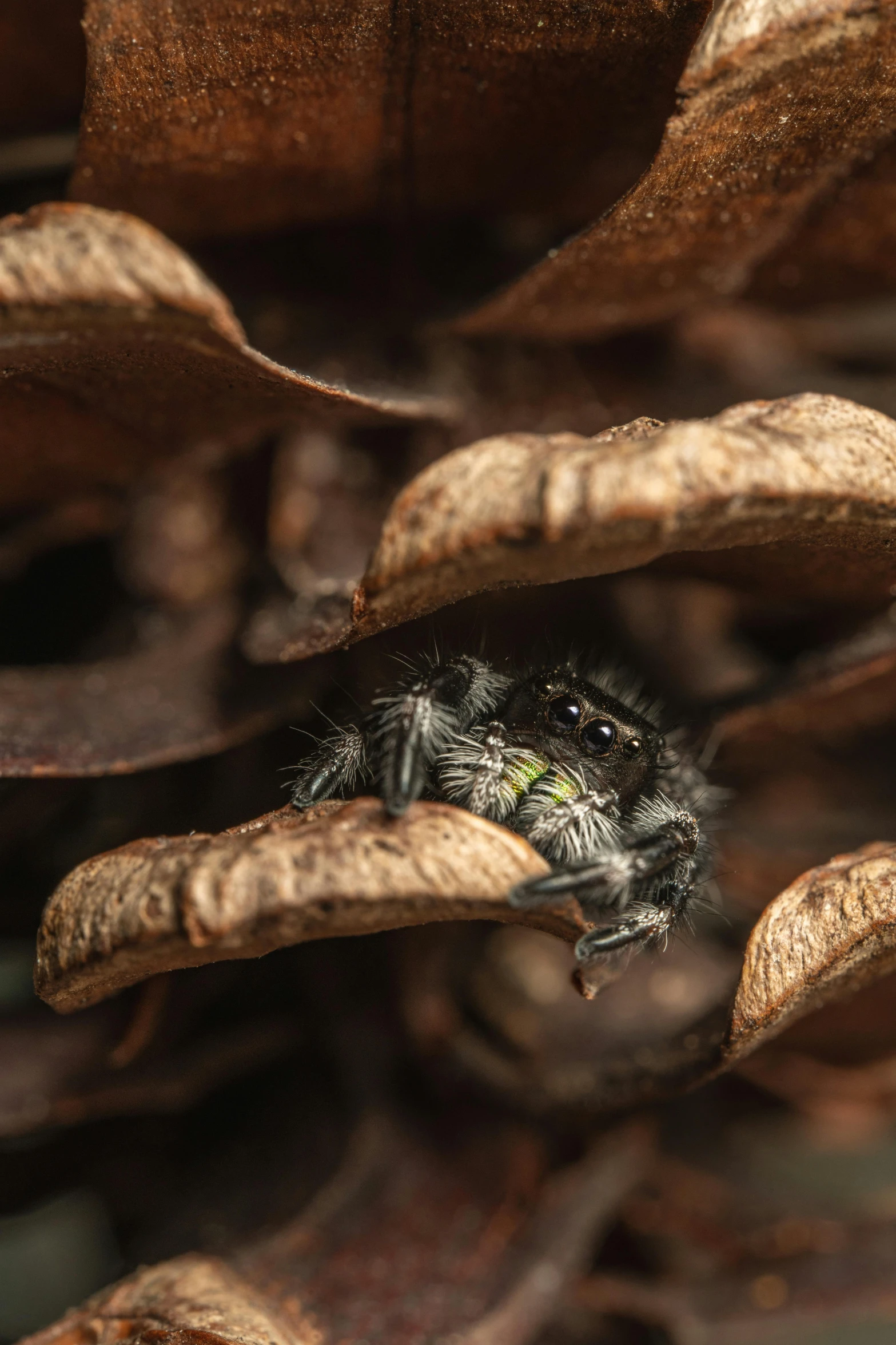 a small insect resting on top of a leaf