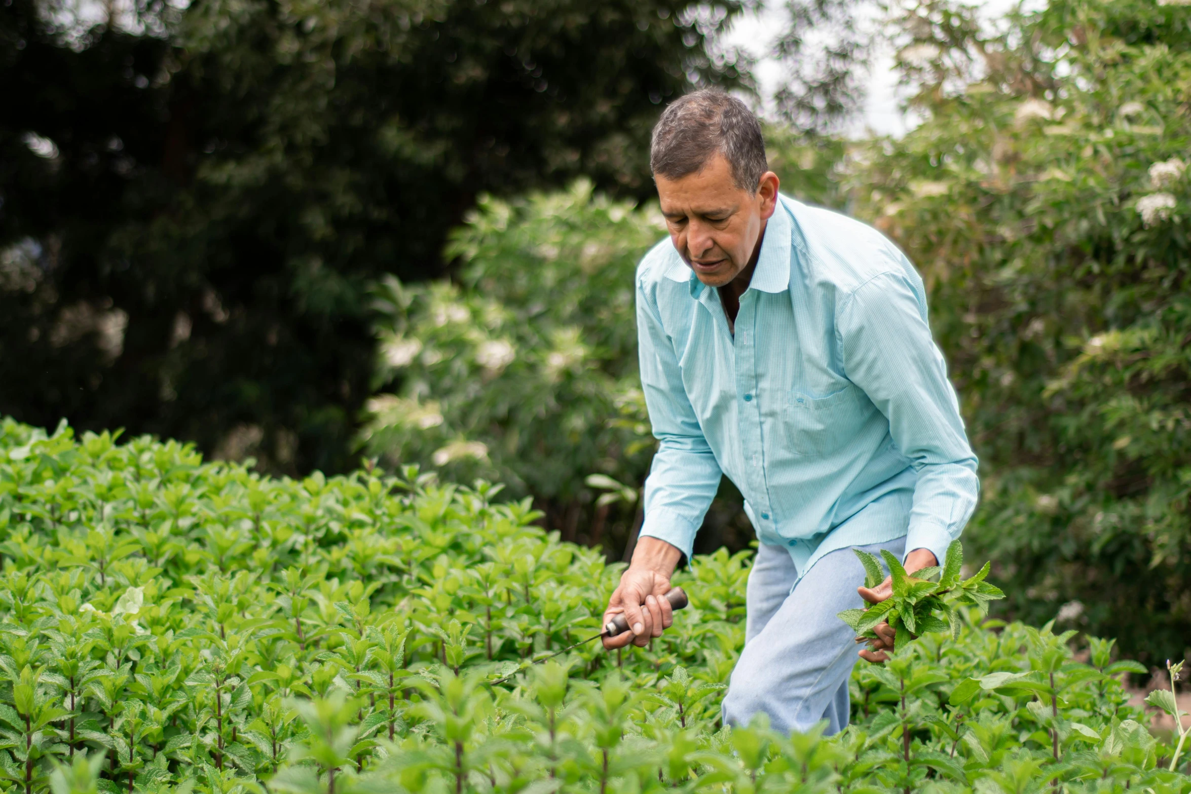 man picking weeds in an open green field