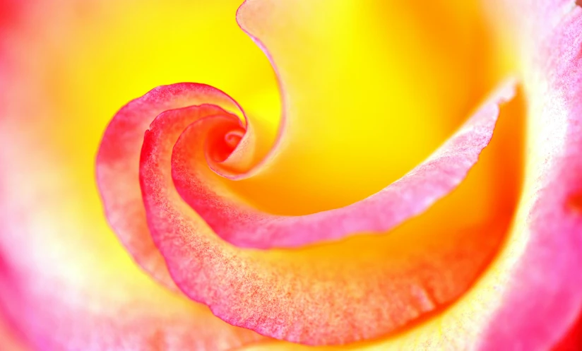 the center of a flower petals and leaves