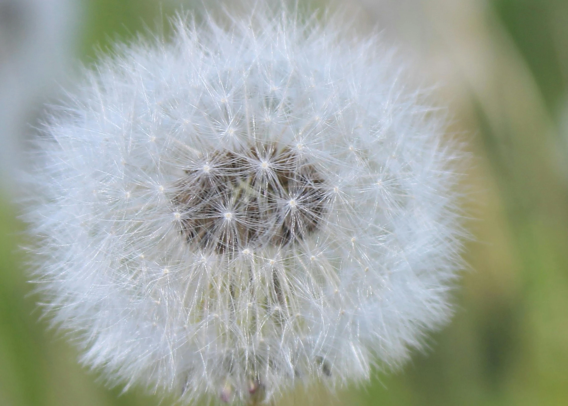 a small white plant with lots of white fluffy balls