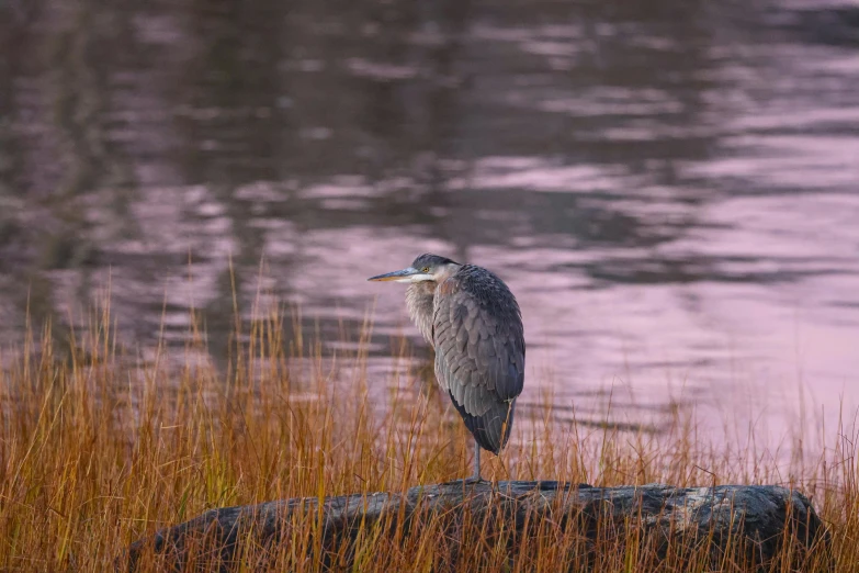 a bird standing on a rock looking out into the distance