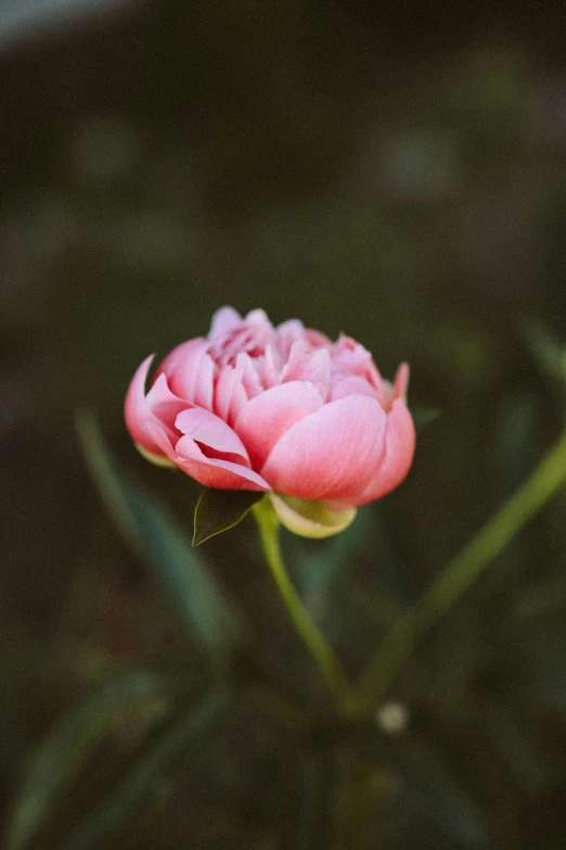 pink flower blooming in an otherwise black garden