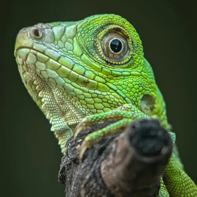 a close up view of a lizard's head