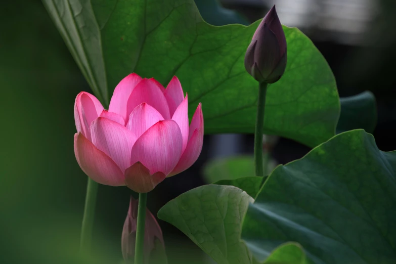 a lotus blossom in bloom, surrounded by the leaves