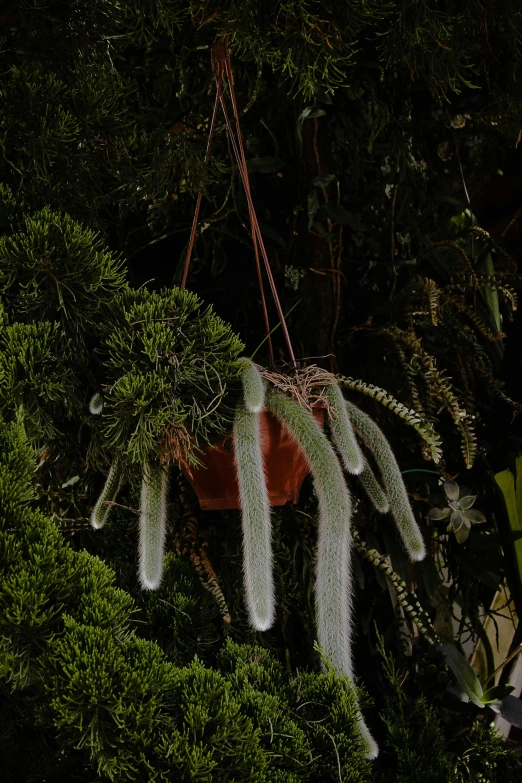 a plant hanging off the side of a tree