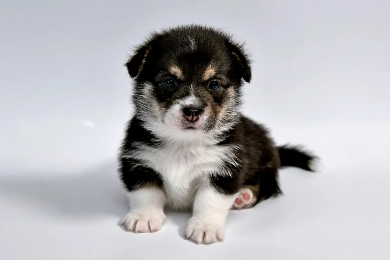 a small white and black puppy sitting on the floor