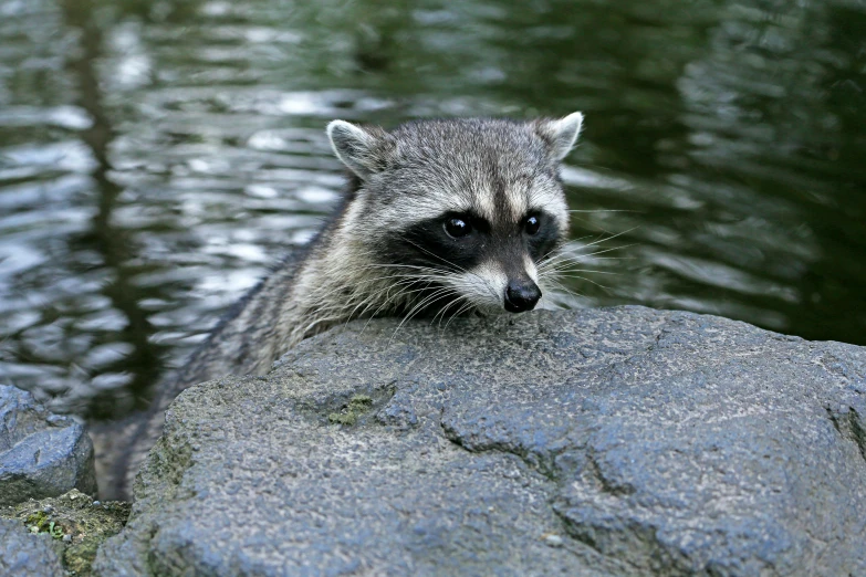 a rac stares to the right while sitting on top of some rocks