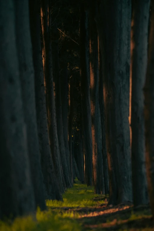 a path is between two trees in the woods