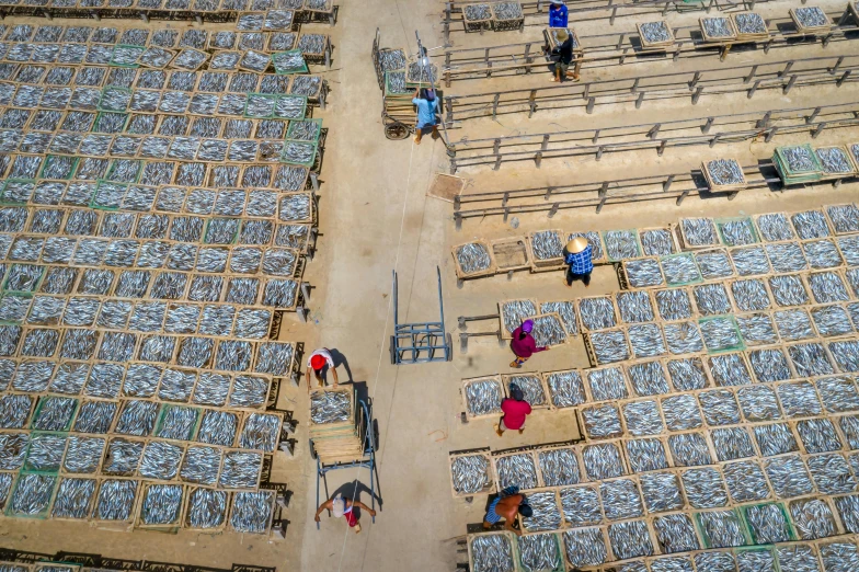 people work in an open area with beds of blue material