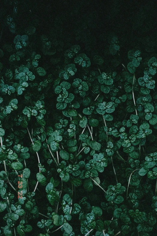 the green leaves of the plant are very small